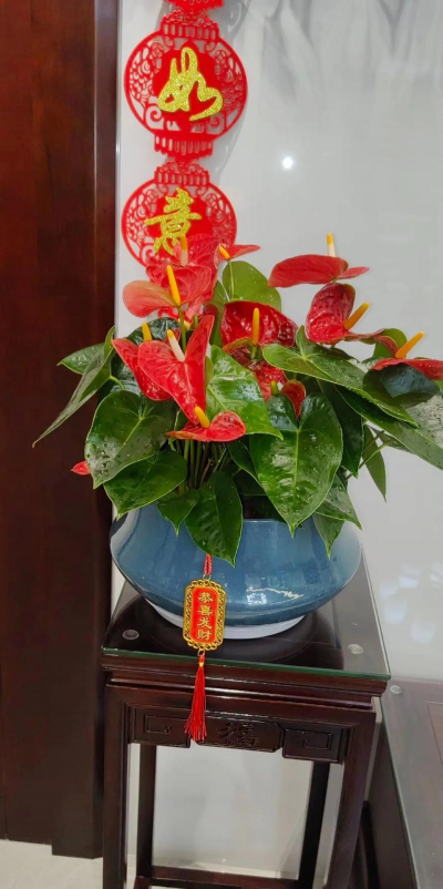 家庭养花用生根粉