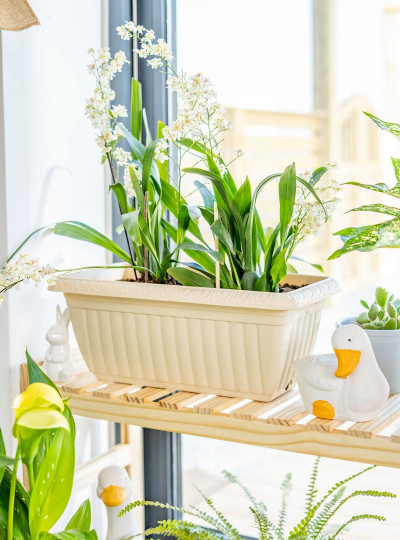 花盆里放什么使花盆好看