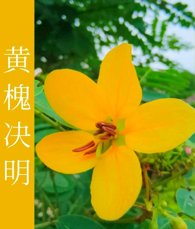 黄槐决明是什么科属