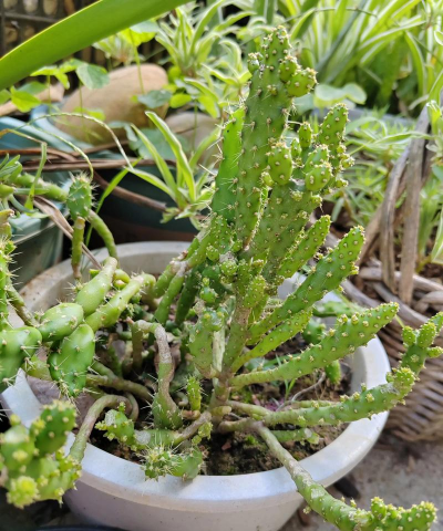 家庭养花用生根粉