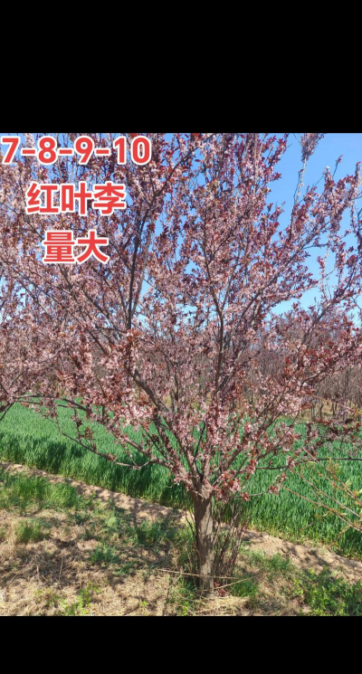 红叶李什么时候修剪