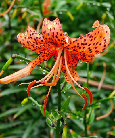 卷丹百合有什么用