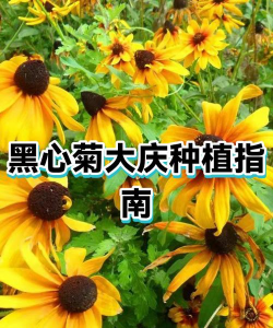 黑心菊什么时候播种