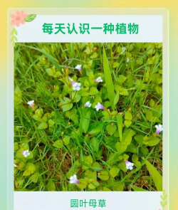 圆叶草用叫什么名字