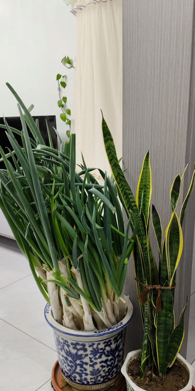 冬天花盆里种什么蔬菜