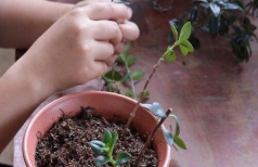 家庭养花用生根粉