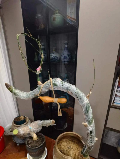 家庭养花用生根粉