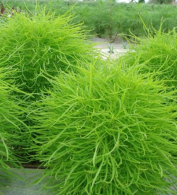 地肤草什么时候会败