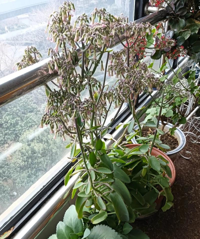 家庭养花用生根粉