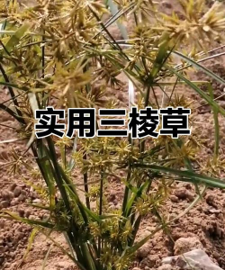 养三棱箭用什么土