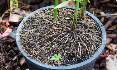 家庭养花用生根粉