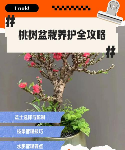 盆桃树如何养护
