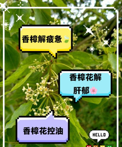 香樟树花有什么作用