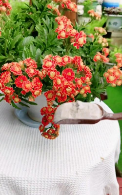 家庭养花用生根粉