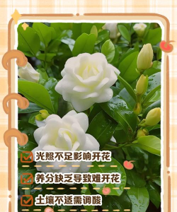 大花栀子不开花什么原因