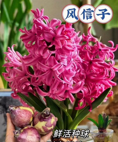 花信子的药效怎么样