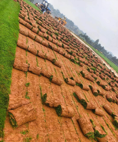 冷季型草坪常用混播方法