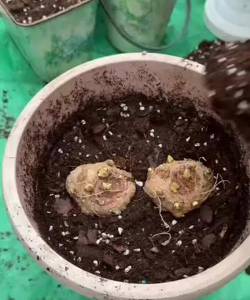 家庭养花用生根粉