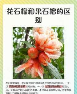 石榴花和石榴什么关系