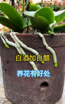 养花放白醋 养花放白醋