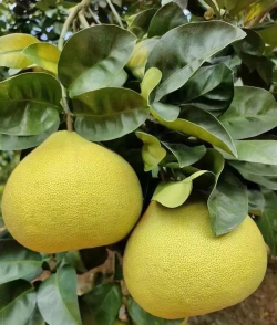 什么柚子一月成熟