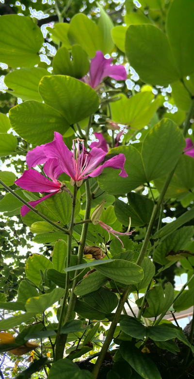 羊蹄甲花长什么样