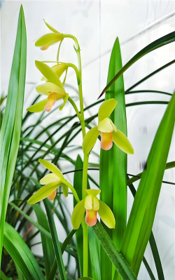 养花叶面小孔怎么办