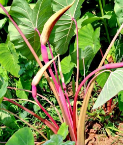 毛芋头开什么样的花