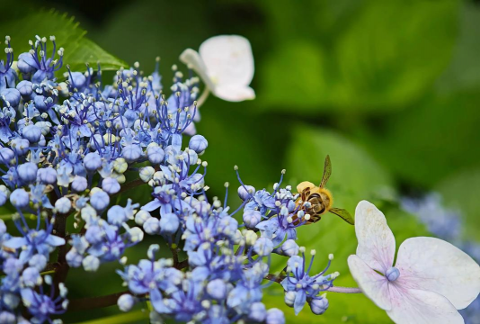 与琼花相似的花是什么