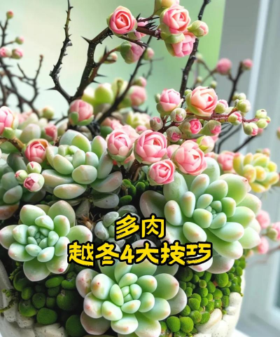 小红衣多肉冬季怎么养