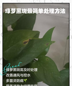绿萝铁锈病怎么办