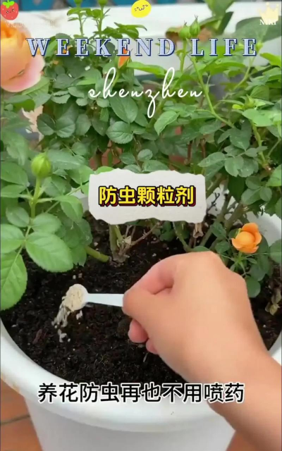 家庭养花用生根粉