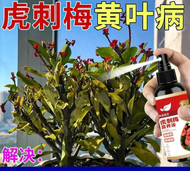 家庭养花用生根粉