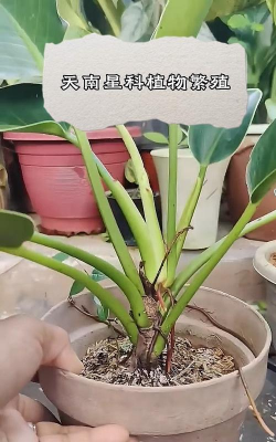 天南星如何繁殖