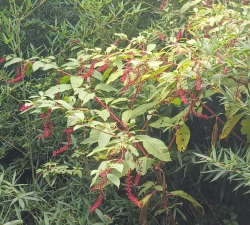 商陆有什么经济价值哪