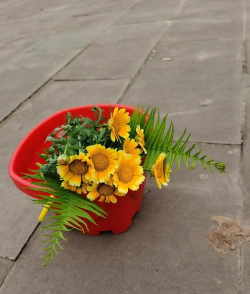 家庭养花用生根粉