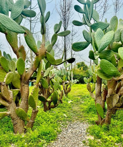 仙人掌种植什么地方好
