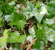 枫荷梨藤是什么意思