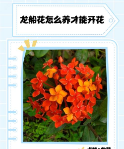 龙船花怎么会开花