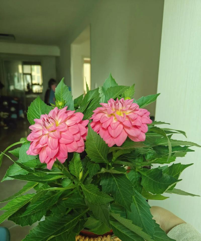 家庭养花用生根粉