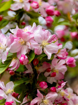 海棠花夏天长什么样子