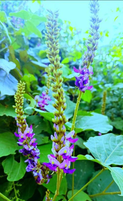 葛根的花是什么样的