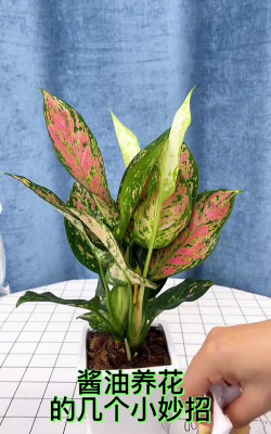 家庭养花用生根粉