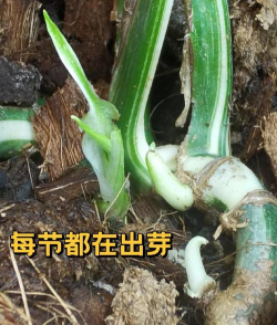 家庭养花用生根粉