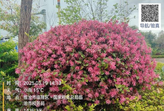 红花继木属于什么科