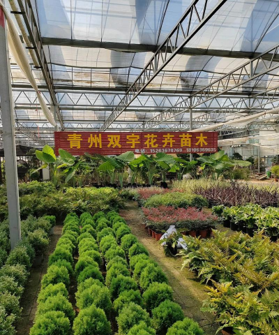 青州花卉市场在什么地方