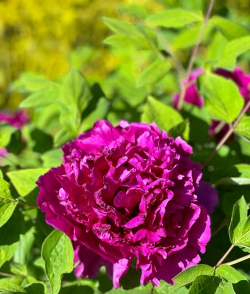 葛巾紫牡丹怎么样