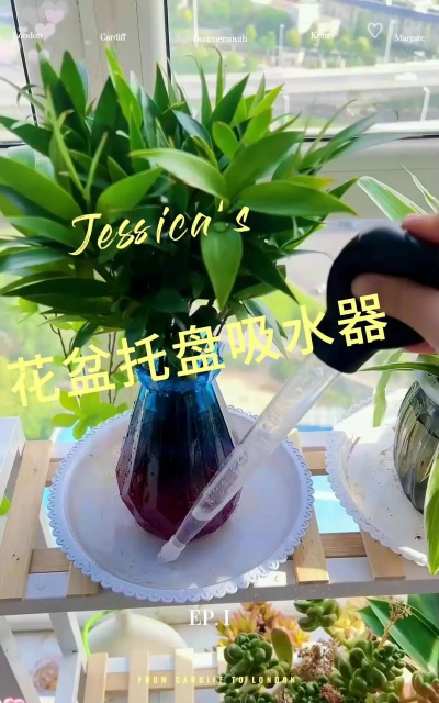 家庭养花用生根粉