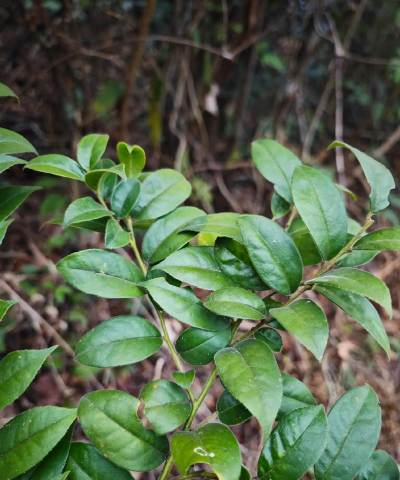 毛冬青树长成什么样子