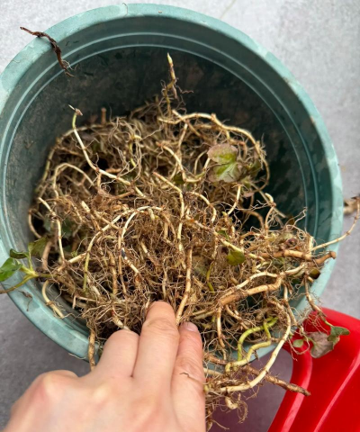 家庭养花用生根粉